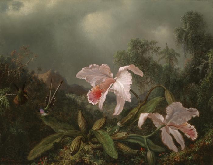 Martin Johnson Heade Jungle Orchids and Hummingbirds Norge oil painting art